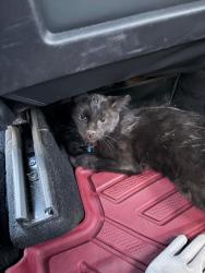 Found/Stray Unknown Cat last seen Near South 56th Street, Mesa, AZ 85206