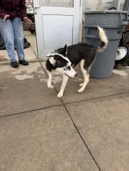Found/Stray Female Dog last seen Cypress Springs High School, Cypress, TX 77433