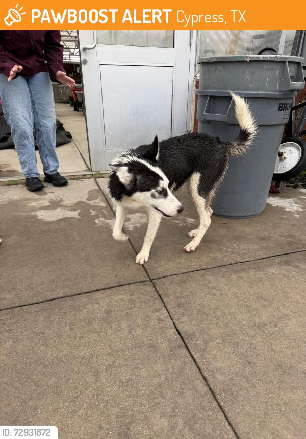 Found/Stray Female Dog last seen Cypress Springs High School, Cypress, TX 77433