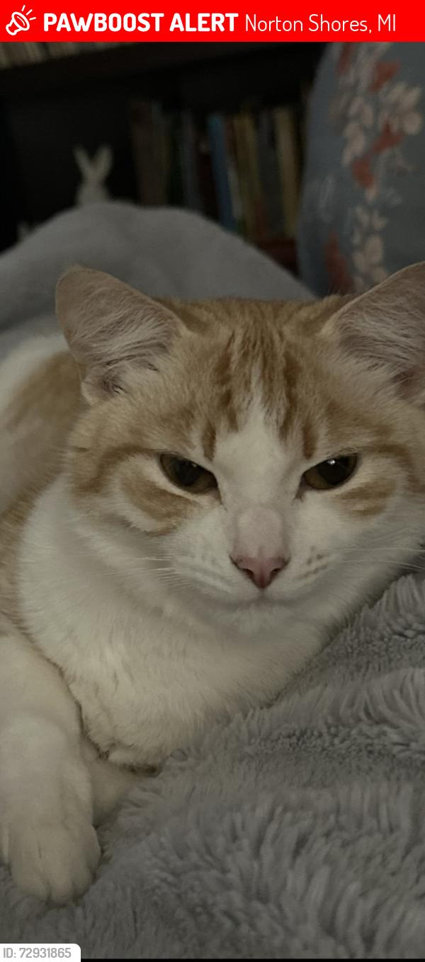 Lost Female Cat last seen Ellis rd, between the highway and the airport, Norton Shores, MI 49441