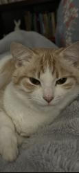 Lost Female Cat last seen Ellis rd, between the highway and the airport, Norton Shores, MI 49441