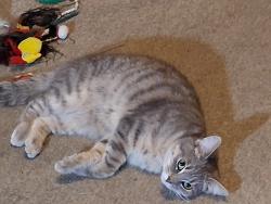 Reunited Female Cat last seen New Church and Koinewicz, Bridgeport, PA 19405