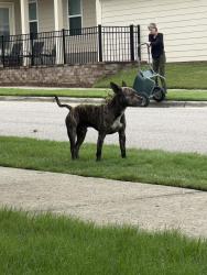 Reunited Male Dog last seen Boxcar and Marker running down boxcar, Apex, NC 27502