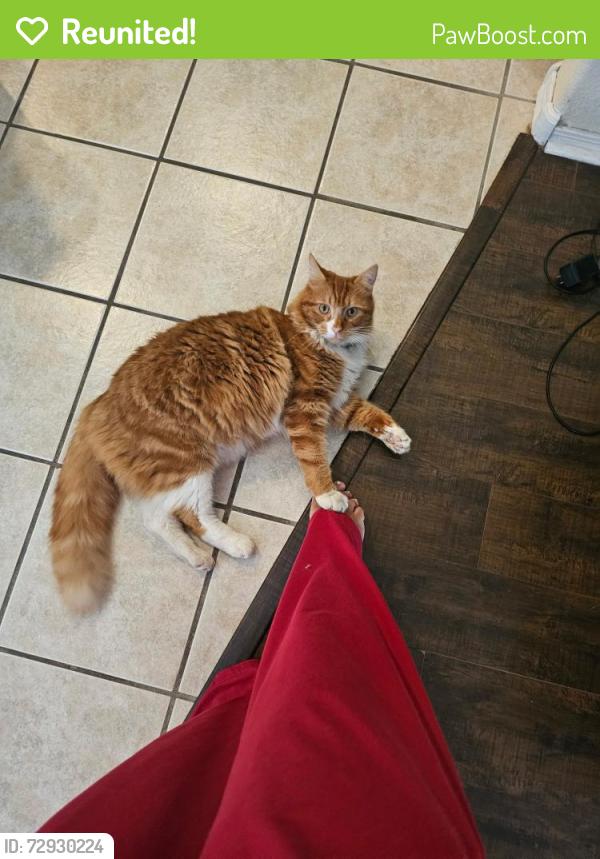 Reunited Male Cat last seen Western Garden, Phoenix, AZ 85037