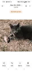 Lost Male Cat last seen Chalet City Crowley , Crowley, TX 76036