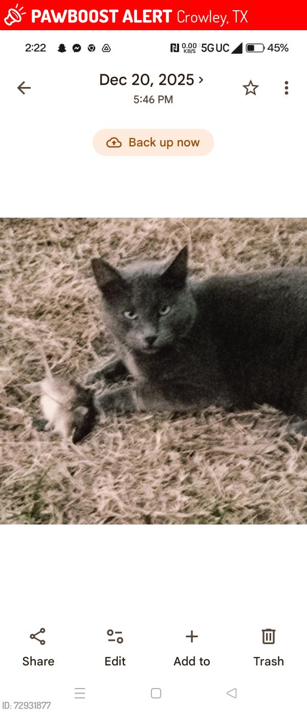 Lost Male Cat last seen Chalet City Crowley , Crowley, TX 76036
