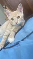 Reunited Male Cat last seen Empire Blvd and Albany Ave, Brooklyn, NY 11225
