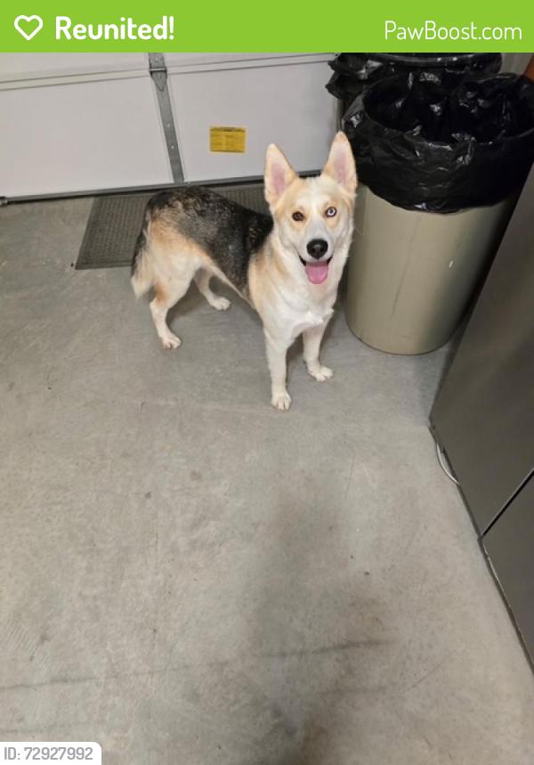 Reunited Unknown Dog last seen Liliac Wy, Milpitas, CA 95035
