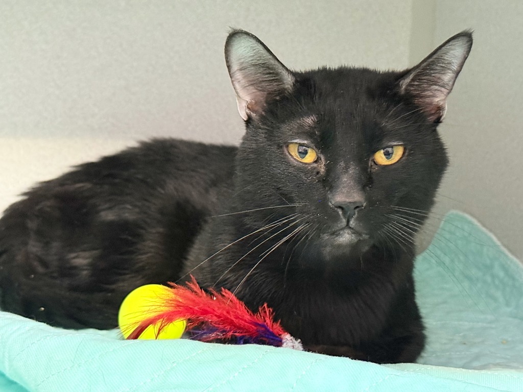 Shelter Stray Male Cat last seen Near Lancombe Avenue, BRONX, NY, 10473, New York, NY 10029