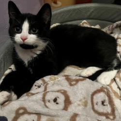 Reunited Male Cat last seen Randolph Avenue & Tecumseh Road West, Windsor, ON N9B 1V9