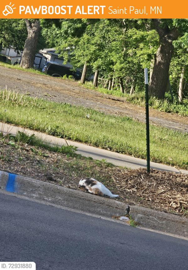Found/Stray Female Cat last seen Near minnehaha ave e. Church of holy apostles, Saint Paul, MN 55119