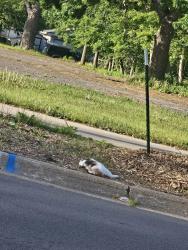 Found/Stray Female Cat last seen Near minnehaha ave e. Church of holy apostles, Saint Paul, MN 55119