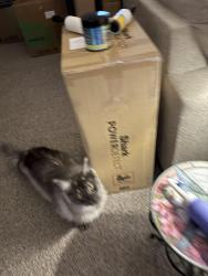 Reunited Male Cat last seen Miracle Parkway, Legacy, 4 mile road, on Wendy Lane, Cheyenne, WY 82009