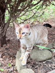 Lost Female Cat last seen Brasilia circle, Mississauga, ON L5N