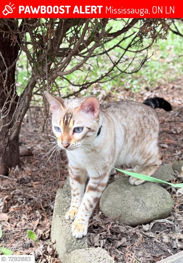 Lost Female Cat last seen Brasilia circle, Mississauga, ON L5N