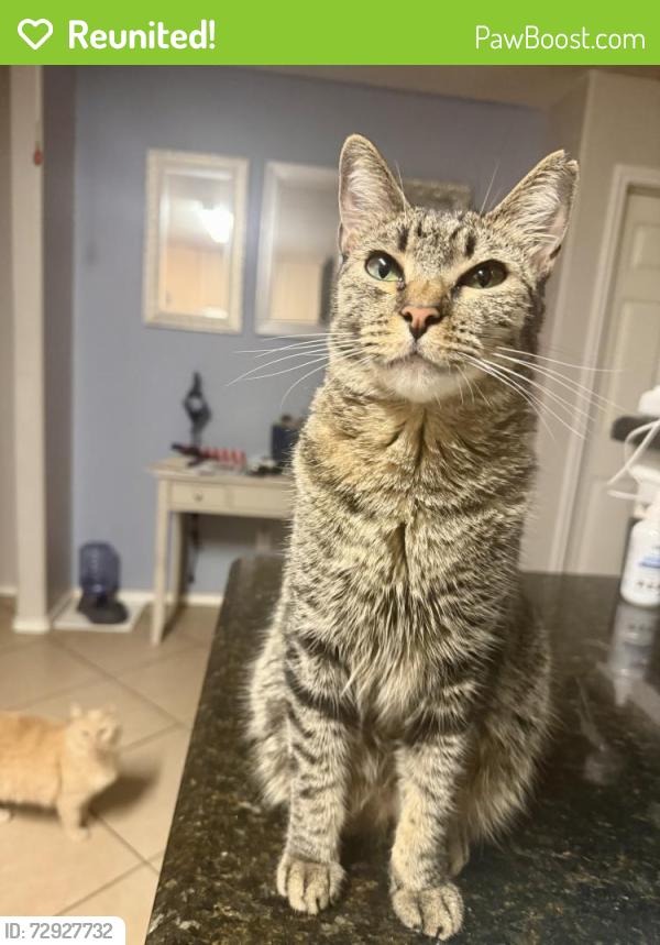 Reunited Female Cat last seen Mccoll and East Daffodil, McAllen, TX 78501