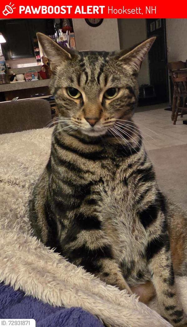 Lost Male Cat last seen Gary Ave, Hooksett, NH 03106