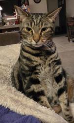 Lost Male Cat last seen Gary Ave, Hooksett, NH 03106