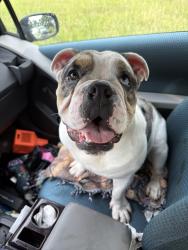 Reunited Male Dog last seen Victoria Ave and Graham Dx, College Station, TX 77845