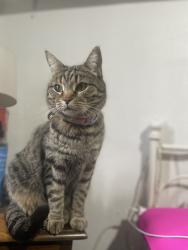 Lost Female Cat last seen Dr sue shook elementary/ paseo del este rd, El Paso, TX 79928
