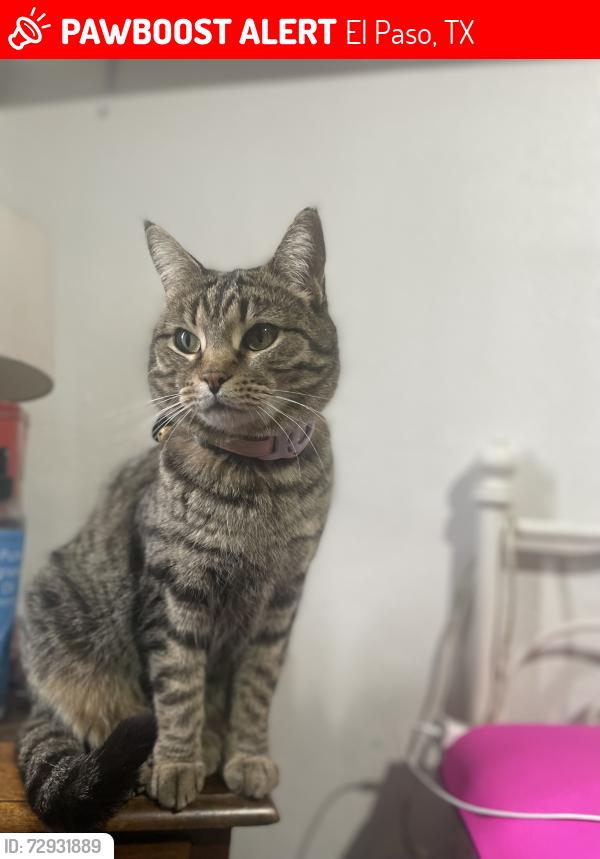 Lost Female Cat last seen Dr sue shook elementary/ paseo del este rd, El Paso, TX 79928