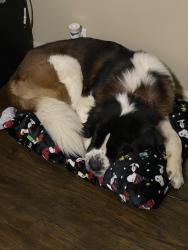 Reunited Male Dog last seen 36th st and Emerson , Indianapolis, IN 46218