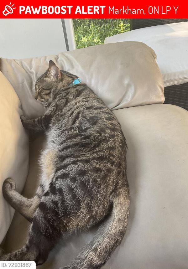 Lost Male Cat last seen Markham and Highway 7, Markham, ON L3P 1Y2
