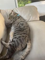Lost Male Cat last seen Markham and Highway 7, Markham, ON L3P 1Y2