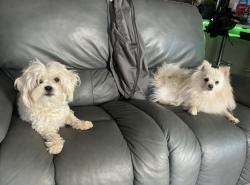 Reunited Male Dog last seen Washougal Lane, Pasco, WA, Pasco, WA 99301