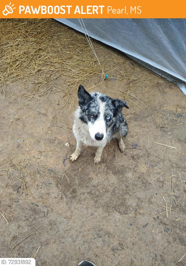 Found/Stray Unknown Dog last seen Off Douglas lake , Pearl, MS 39208
