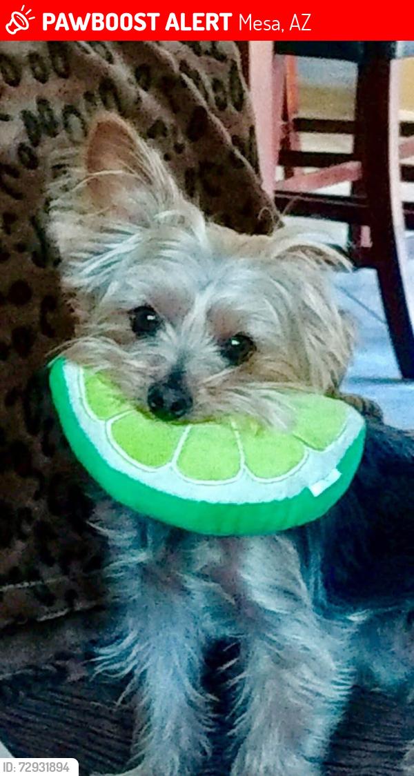 Lost Female Dog last seen Main and Greenfield , Mesa, AZ 85206