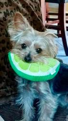 Lost Female Dog last seen Main and Greenfield , Mesa, AZ 85206