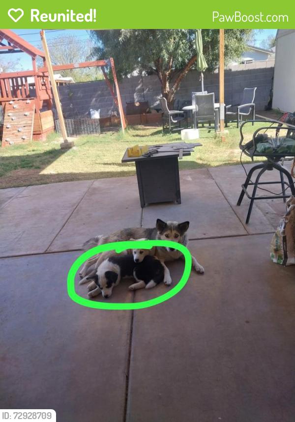 Reunited Female Dog last seen Near E McArthur Dr, Tempe, AZ 85288, USA, Tempe, AZ 85288