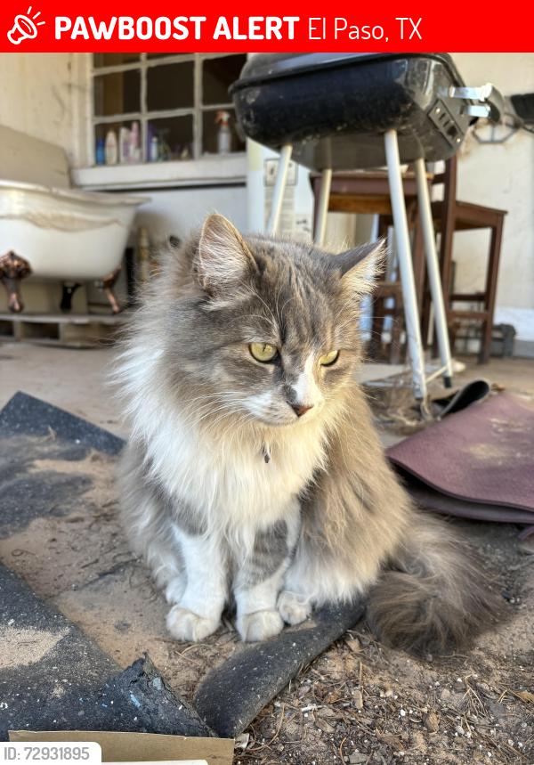 Lost Female Cat last seen Dr sue shook elementary/ paseo del este rd, El Paso, TX 79928