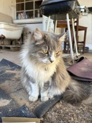 Lost Female Cat last seen Dr sue shook elementary/ paseo del este rd, El Paso, TX 79928