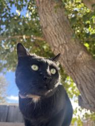 Lost Male Cat last seen Dr sue shook elementary , El Paso, TX 79928