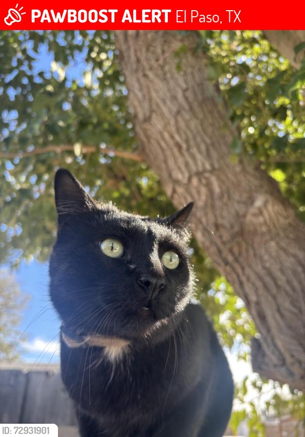 Lost Male Cat last seen Dr sue shook elementary , El Paso, TX 79928