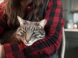 Lost Male Cat last seen Washington and 3rd, Loveland, CO 80537