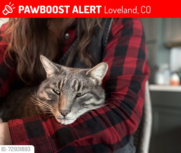 Lost Male Cat last seen Washington and 3rd, Loveland, CO 80537