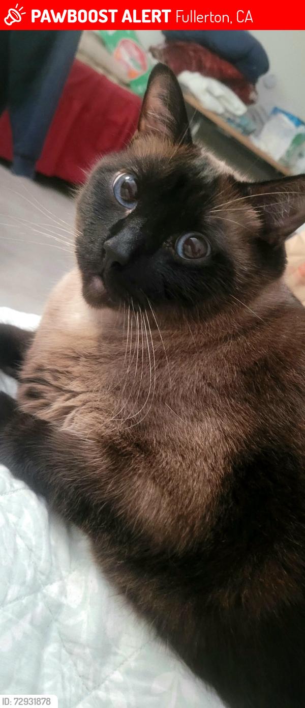 Lost Male Cat last seen Euclid , Fullerton, CA 92833