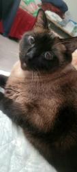 Lost Male Cat last seen Euclid , Fullerton, CA 92833