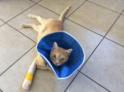 Lost Male Cat last seen Tater's Restaurant, 602 S Forest Ave., Luverne, Al 36049, Luverne, AL 36049