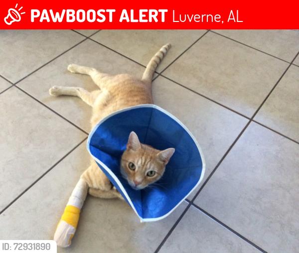 Lost Male Cat last seen Tater's Restaurant, 602 S Forest Ave., Luverne, Al 36049, Luverne, AL 36049