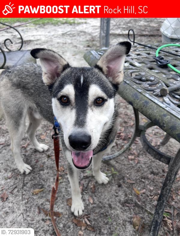 Lost Male Dog last seen Porter Road, Rock Hill, SC 29730