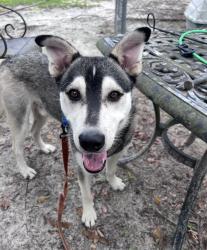 Lost Male Dog last seen Porter Road, Rock Hill, SC 29730