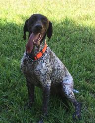 Reunited Female Dog last seen Eagle trace Plantation , Laredo, TX 78045