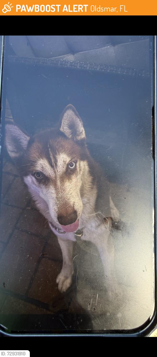 Found/Stray Unknown Dog last seen State st, Oldsmar, FL 34677