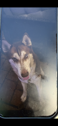 Found/Stray Unknown Dog last seen State st, Oldsmar, FL 34677