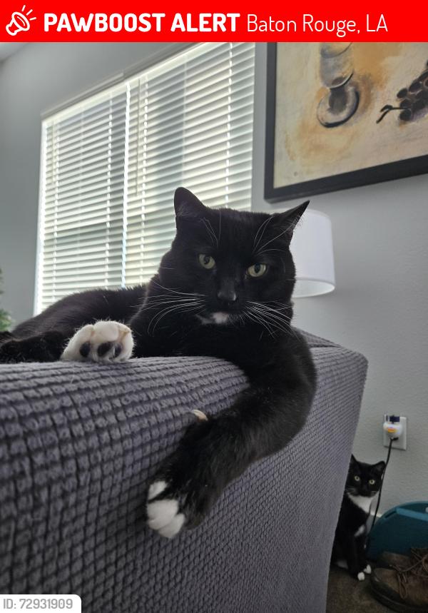 Lost Male Cat last seen Staring Extension, Baton Rouge, LA 70808
