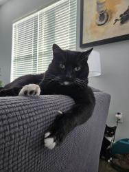Lost Male Cat last seen Staring Extension, Baton Rouge, LA 70808
